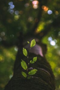 taha mazandarani eLTEuvma vw unsplash - Tariffs Result in Increased Packaging Costs